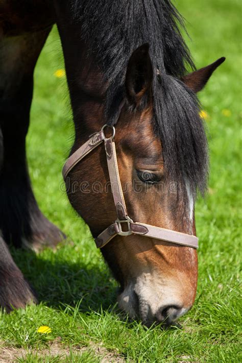 Horse Eating Grass On A Field Stock Photo Image Of Summer Brown