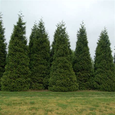 Shrubs And Trees Hedges And Privacy Green Giant Arborvitae Giant