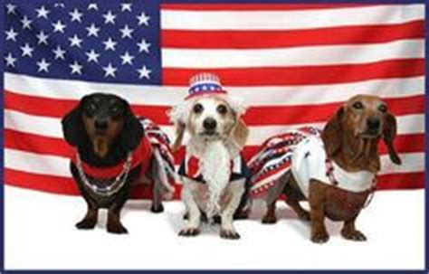 96 Patriotic Dachshunds ideas | dachshund, doxie, patriotic