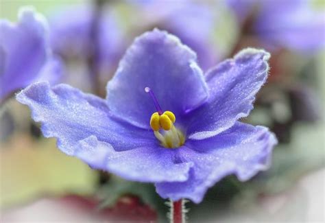 The African Violet Saintpaulia Hybrids