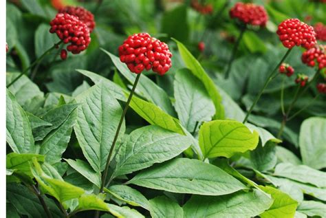 Korean Ginseng Info: Is Asian Ginseng Root Different From American Ginseng