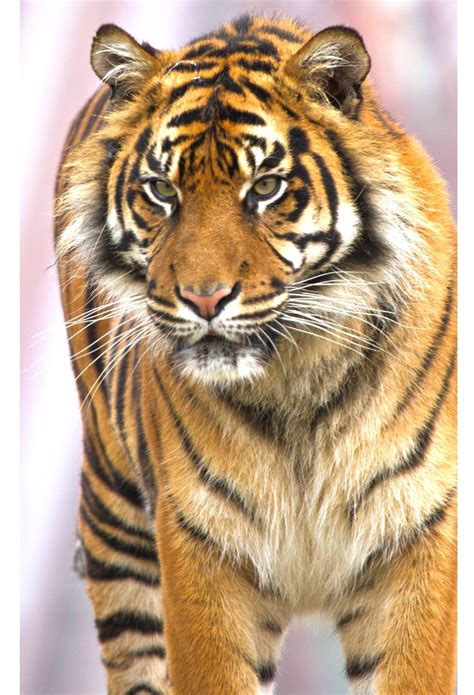 Portrait Of Surya A Beautiful Sumatran Tiger Shes Got Her Eye On