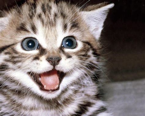 Smiling Kitty Silver Chinchilla Persian Cat