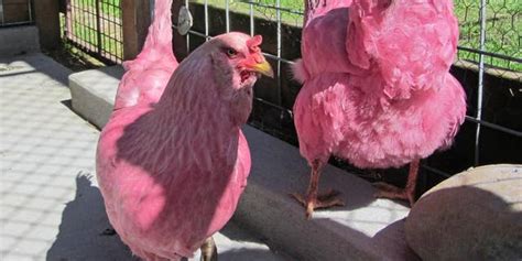 Why Did The Chickens Turn Pink Owner Says He Wanted To Make People