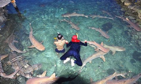 Dengan begitu kalian harus membutuhkan kata kunci khusus yaitu yandex blue china full apk terbaru. Tips Berwisata ke Karimun Jawa