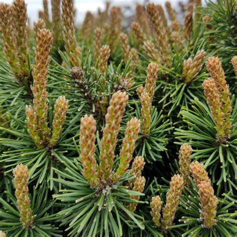 Pinus Mugo Slowmound Slowmound Mugo Pine From Prides Corner Farms