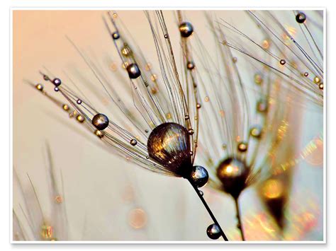 Dandelion Dewdrops In The Sunlight Print By Julia Delgado Posterlounge