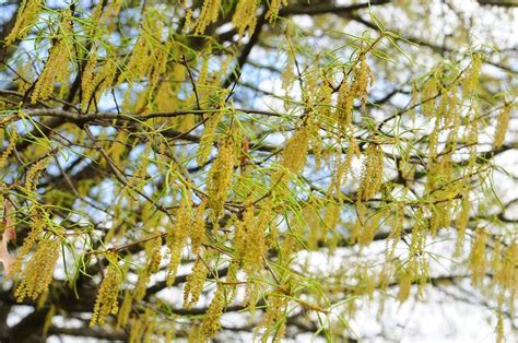 Expert Says Pollen Count High Necessary In Central