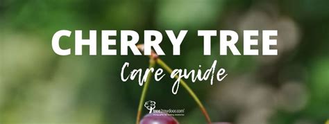 Cherry Tree Care Guide How To Care For Cherry Trees Tree2mydoor