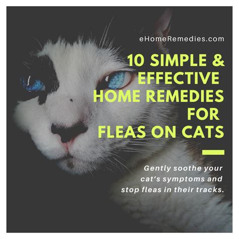 10 Simple And Effective Home Remedies For Fleas On Cats