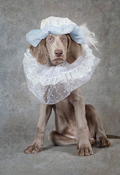 210 Long Haired Weimaraner Stock Photos Pictures And Royalty Free