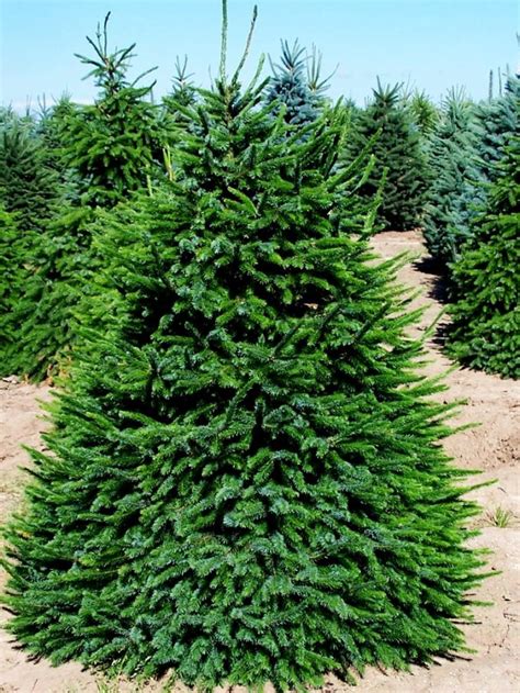 Buy Spruce Trees Online Spruce Trees For Sale The Tree Center