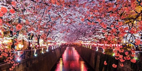 Top Places To View Cherry Blossoms In Tokyo 2024