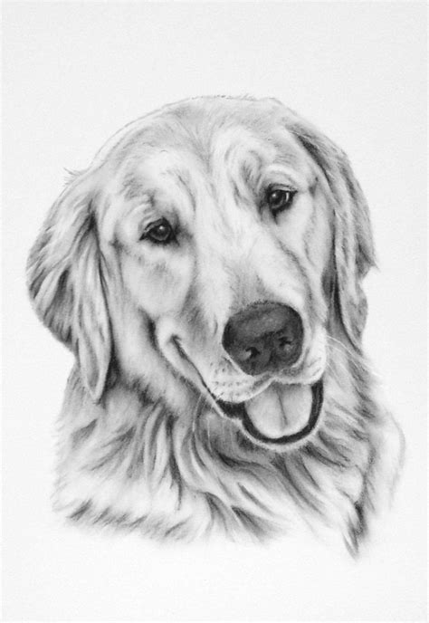 Pet Portrait Pet Drawing Pet Sketch Golden Retriever Pet Art Dog Ar