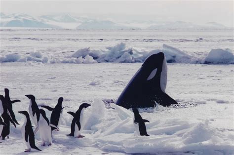 Killer Whale Orca And Adélie Penguins Mcmurdo Sound Antarctica