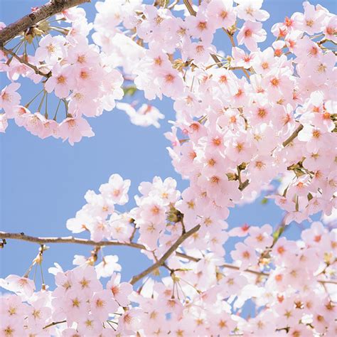 Under Cherry Blossom Trees Neeks