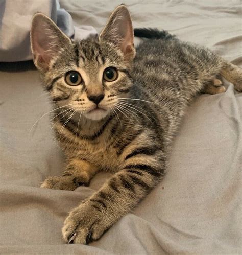 Where bengal cats came from, what their temperaments and behavior are like, and information on bengal cat care. Bengal cross tabby boy kitten 10 weeks old | in Swinton ...