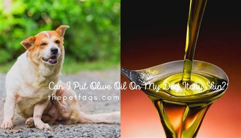 Can I Put Olive Oil On My Dog Itchy Skin The Pet Faqs