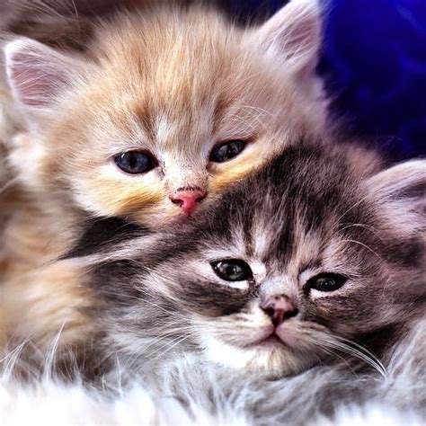 National Cuddly Kitten Day 30 Cute Kittens Who Demand Cuddles Pictures Cattime Gatos