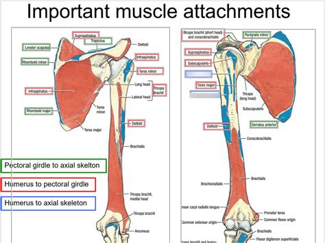 Important Muscle Attachments Humerus To Axial Skeleton Diagram Quizlet