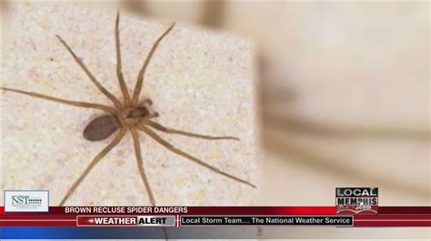 Beware Of Brown Recluse Spiders This Summer