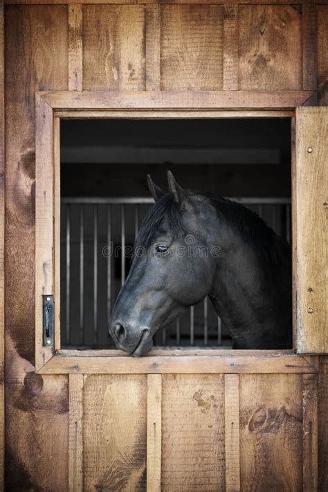 Horse Looking Out Barn Window Stock Photos Download 127 Royalty Free