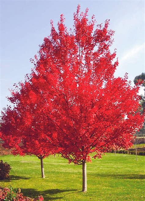 October Glory Maple Tree Best And Brightest Maple For Warm Climates