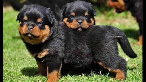 The first step to raising a healthy rottle dog is choosing from healthy. Cutest Rottweiler Puppies | PETSIDI
