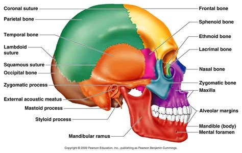 Located on the frontal and lateral planes of the face. Skull Bones at Cardinal Stritch College - StudyBlue