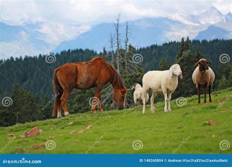 Horse Is Grazing Between Sheeps In The Meadow With Mountain Landescape