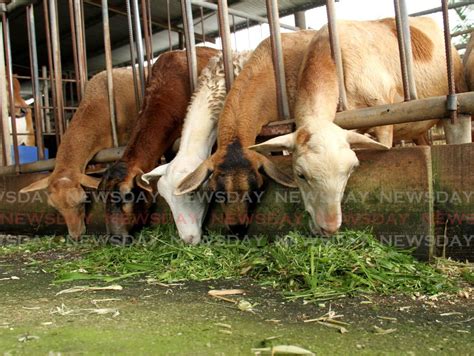 Livestock feed price increases from Monday