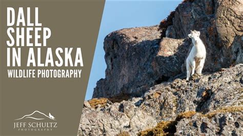 Photographing Dall Sheep In Alaska Wildlife Photography Youtube