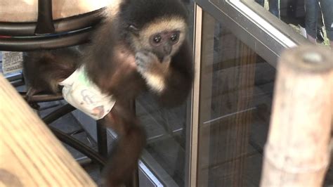 Use templates, graphics, and stock photos and video. Baby Monkey in a diaper - YouTube