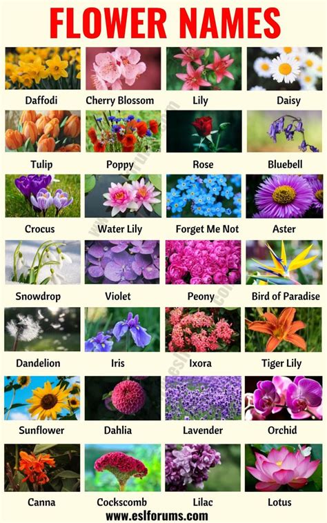 Flower Names List Of 25 Popular Types Of Flowers With The Pictures