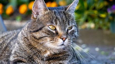 21 Best Cat Breeds In India With Price And Lifespan