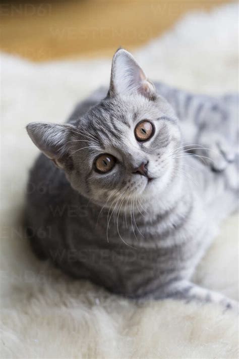 Portrait Of Tabby British Shorthair Kitten Stock Photo