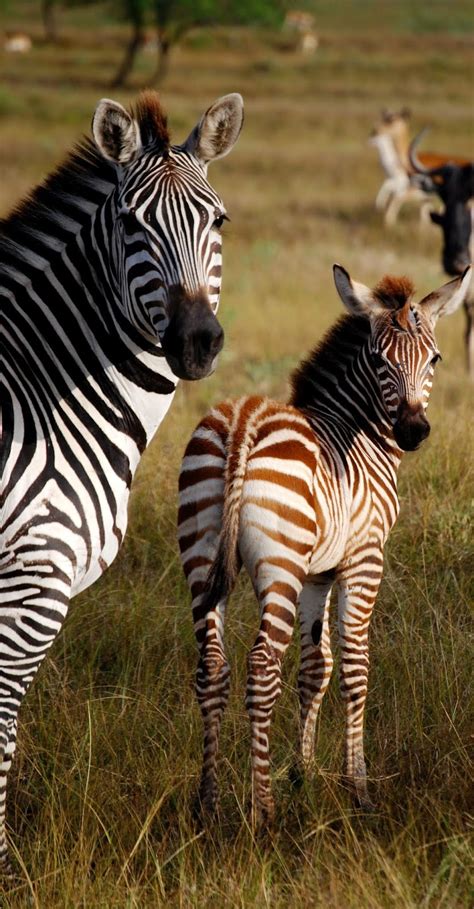Zebra Mother And Child About Wild Animals