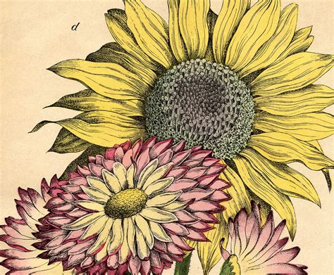 Vintage Sunflower Clip Art