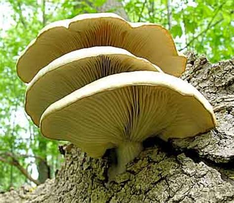What Are the Different Types of Edible Mushrooms and How Do You Use Them? | HubPages