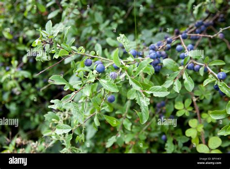 Sloe Berries On A Blackthorn Bush Hattingley Hampshire England Uk