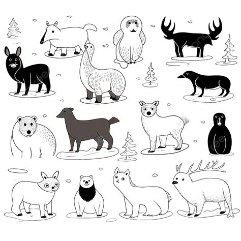 Black And White Arctic Animals Polar Bear Seal Walrus Owl Penguins Fox