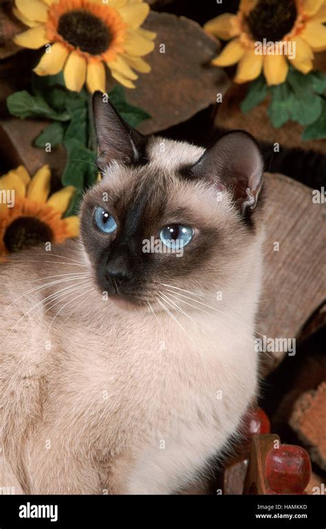 Classic Siamese Cat Stock Photo Alamy