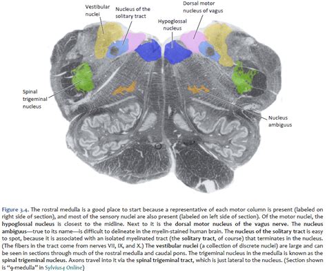 Duke Neurosciences Lab 3 Cranial Nerve And Neuromodulatory Nuclei Of