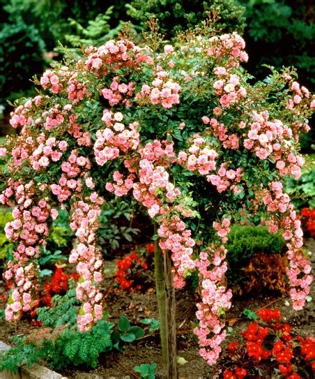 Cottage Farms Direct Pink Cascading Rose Tree Rose Trees Beautiful