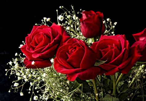 Fonds Decran 2436x1695 Roses Rouge Fleurs Télécharger Photo