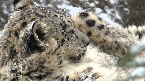 Bronx Zoo Snow Leopards In The Snow Baby Snow Leopard Snow Leopard