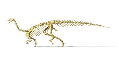 Plateosaurus Dinosaur Skeleton Photograph By Leonello Calvettiscience