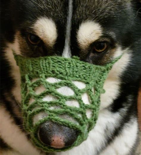5 Diy Dog Muzzles You Can Make At Home With Pictures Hepper