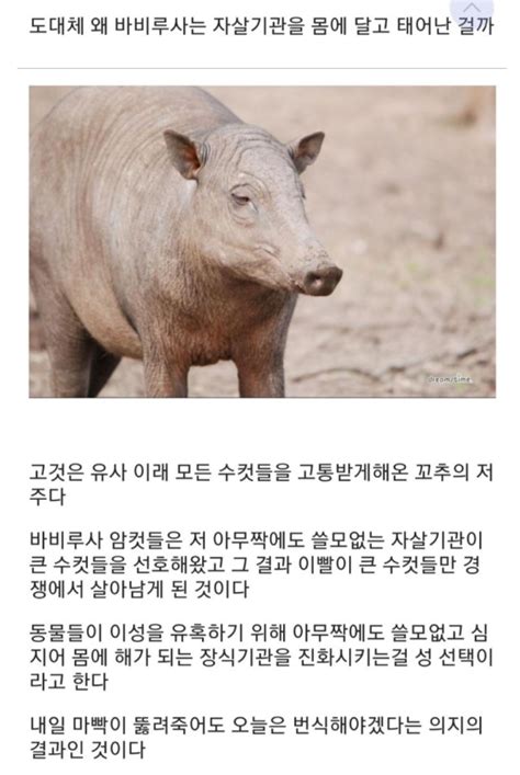 For faster navigation, this iframe is preloading the wikiwand page for 바비루사. 바비루사 이야기