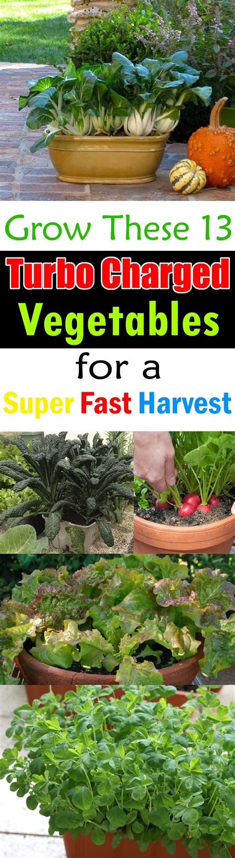 Fast Growing Vegetables For Quick Harvest Can Be Grown In